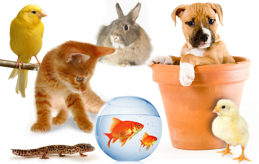 Less Common Allergies: Environmental & Pet | AllergicChild