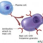 mast cell